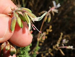 Pelargonium tragacanthoides