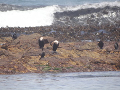 Phalacrocorax carbo lucidus