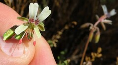 Pelargonium tragacanthoides