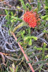 Leucospermum prostratum