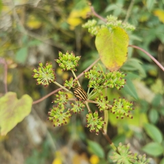 Graphosoma rubrolineatum
