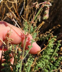 Pelargonium tragacanthoides