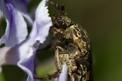 Protaetia fusca