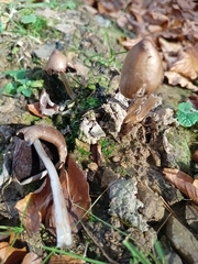 Coprinopsis alopecia