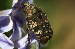Protaetia fusca
