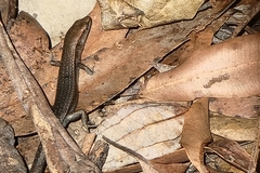 Lampropholis