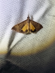 Uresiphita