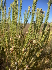 Leucadendron linifolium
