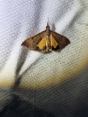 Uresiphita