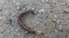 Orthomorphella pekuensis