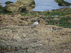 Charadrius marginatus marginatus