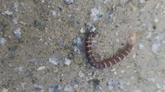 Orthomorphella pekuensis