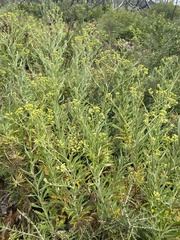 Senecio pterophorus