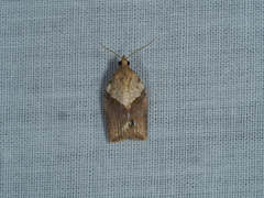 Epiphyas postvittana