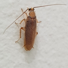 Pseudophyllodromiinae