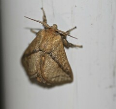 Anaxidia lozogramma