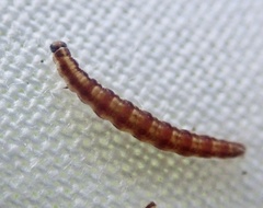 Swammerdamia pyrella