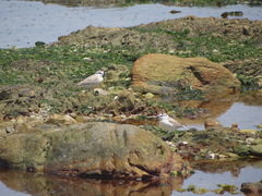 Charadrius marginatus marginatus
