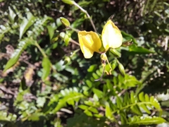 Aneilema aequinoctiale