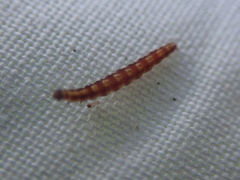 Swammerdamia pyrella