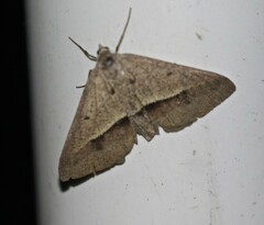 Isturgia penthearia
