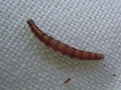 Swammerdamia pyrella
