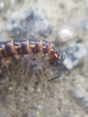 Orthomorphella pekuensis