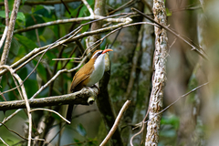 Pomatorhinus ochraceiceps