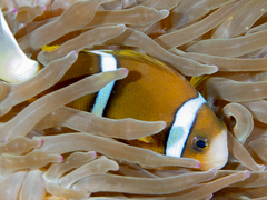 Amphiprion akindynos