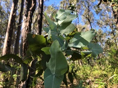 Eucalyptus melanophloia