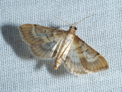 Marasmia poeyalis