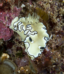 Doriprismatica atromarginata