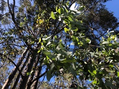 Eucalyptus melanophloia