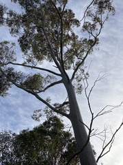 Eucalyptus saligna