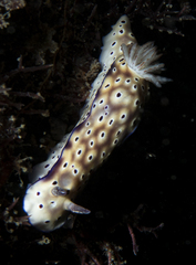 Hypselodoris tryoni