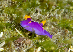 Sagaminopteron ornatum