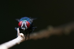 Lucilia eximia