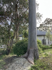 Eucalyptus saligna