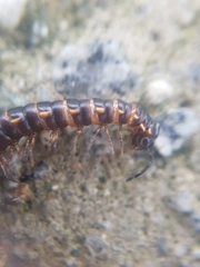 Orthomorphella pekuensis