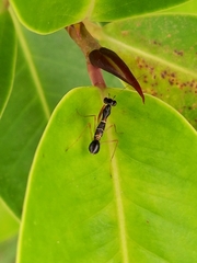 Odontomantis planiceps