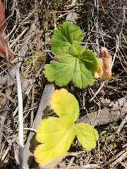 Pelargonium lobatum