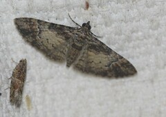 Mnesiloba eupitheciata