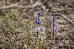 Thelymitra ixioides