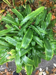 Veltheimia bracteata