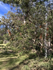 Banksia ericifolia