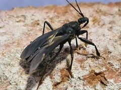Reduviidae