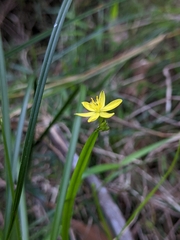 Tricoryne anceps pterocaulon