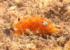 Halgerda indotessellata
