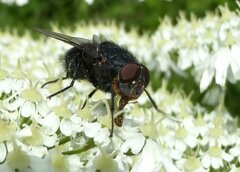Calliphora vomitoria