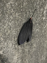 Histia flabellicornis